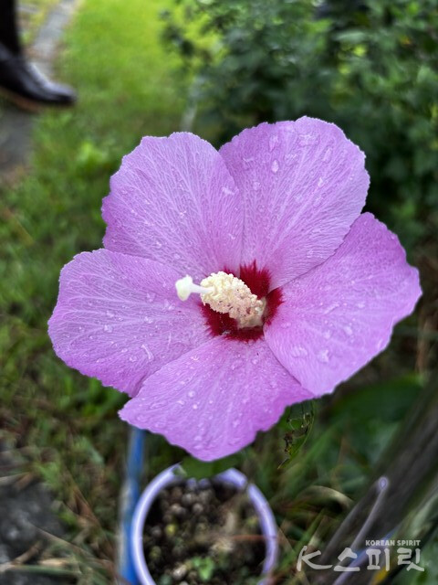 김미경 작가의 디카시 '지는 법을 배운 꽃, 다시 피어나'. 사진 김미경 작가