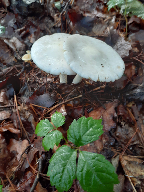 버섯. 사진 조재도