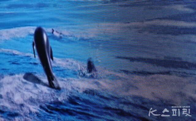 동북아역사재단 독도체험관 AI로 복원한 독도 강치의 모습. 사진 강나리 기자.