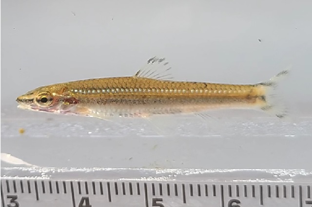 쉬리 치어(한국고유종). 이미지 국립중앙과학관.