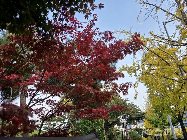 선정릉 검은 담장 안팎. 사진 강나리 기자.