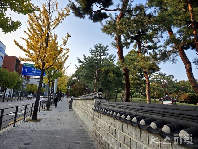 선정릉 돌담길 은행나무 가로수. 사진 강나리 기자.