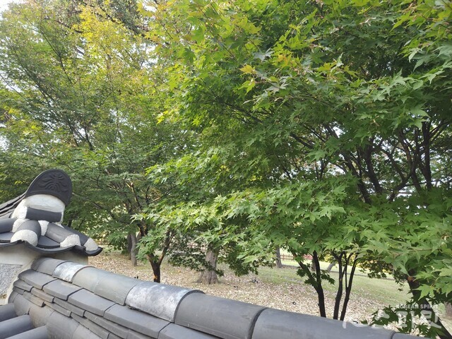 단풍이 물드는 속도도 제각각. 사진 강나리 기자.