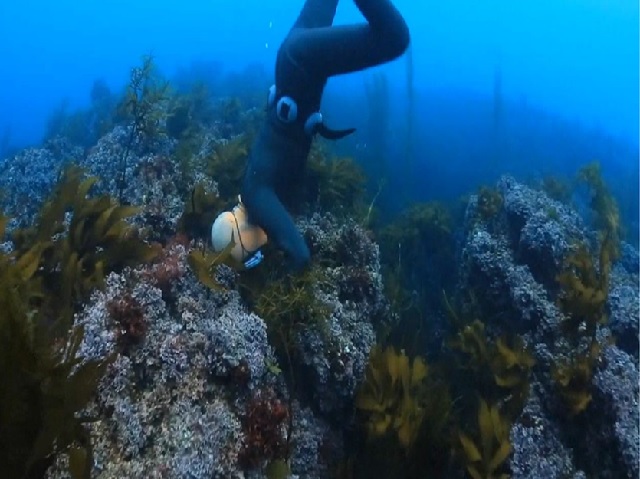 해녀의 물질. 이미지 해양수산부.