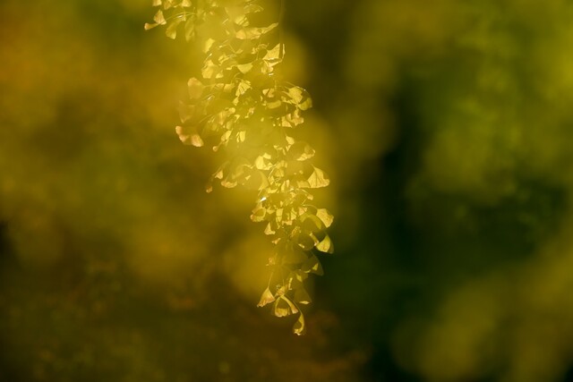 김철수 작가의 디카시 '시간의 빛'. 사진 김철수 작가.