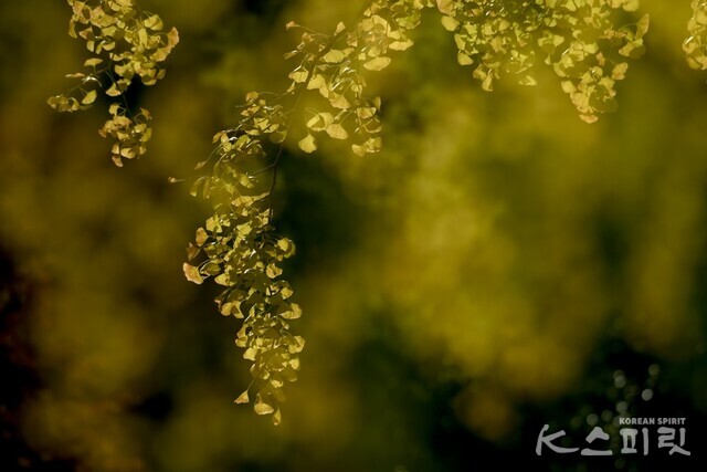 시간의 빛을 간직한 은행나무 잎. 사진 김철수 작가.