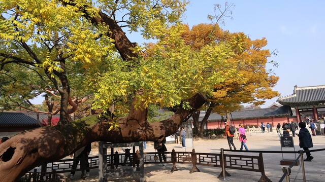 창덕궁 정문인 돈화문 안쪽에서 금천교를 넘어가기 전 회화나무 고목에도 가을빛이 깊어간다. 2014년 7월 폭우로 뿌리째 쓰러져 다시 심은 후 크게 휜 회화나무의 수령은 300~400년으로 추정되며 인근 회화나무 7그루와 함께 천연기념물 472호로 지정되었다. 사진 강나리 기자.