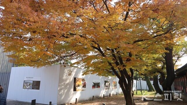 공사 중인 돈화문 인근 금천교 구간이 창덕궁에서 가장 화사한 가을 단풍으로 물들었다. 사진 강나리 기자.