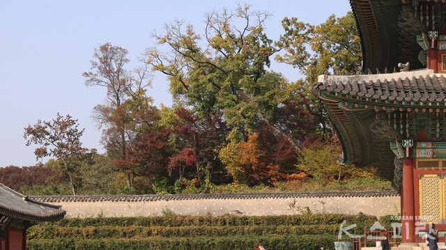 인정전을 왼편 갖가지 색으로 물들어가는 나무들. 사진 강나리 기자.