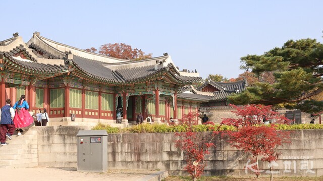 창덕궁 희정당 앞마당 화살나무가 선명한 붉은빛으로 물들었다. 창덕궁 희정당은 '밝은 정치'를 꿈꿨던 공간(왕과 왕비의 생활공간이자 왕의 공식 집무실로 사용되던 전각이다. 사진 강나리 기자.