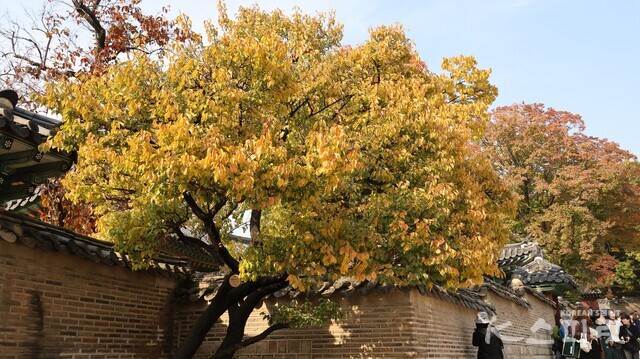 창덕궁 후원으로 가는 길 왕세자의 거처였던 성정각 바깥에는 이른 봄을 알리던 매화나무가 가을을 맞아 아름다운 단풍으로 물들었다. 사진 강나리 기자.