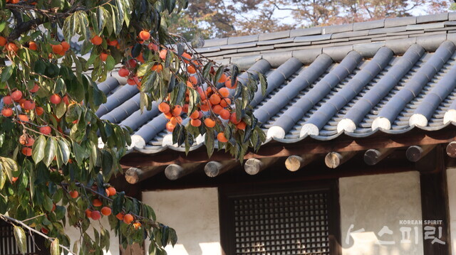 낙선재 담장 밖 감나무. 사진 강나리 기자.