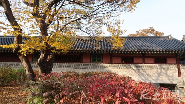 창덕궁 금천교 인근 느티나무. 바람결에 황금빛 비가 내리듯 나뭇잎을 떨군다. 사진 강나리 기자.