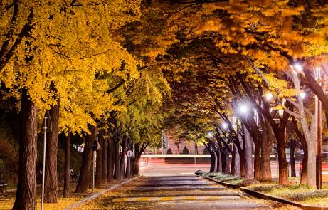 보라매공원 단풍길. 서울시 아름다운 단풍길 사진공모전 수상작. 사진 서울시.