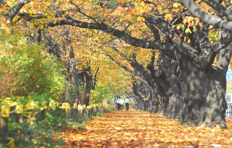 여의도 윤중로. 서울시 아름다운 단풍길 사진공모전 수상작. 사진 서울시.