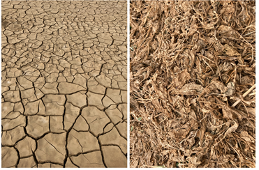 갈망, 2025, c-print, 56x76cm(시시한 풍경 시리즈). 이미지 갤러리밈