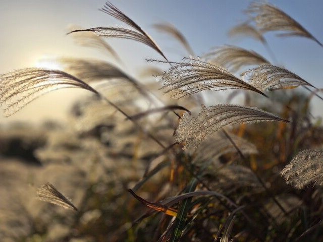 영산강 서창교 인근 억새밭. 사진 오소후 시인 제공.
