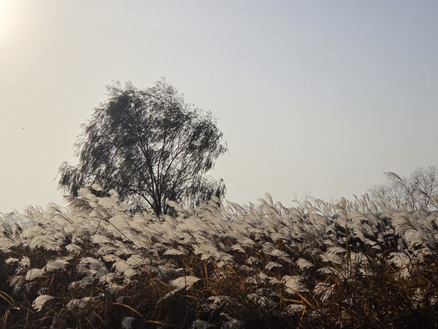 바람결에 파도처럼 너울대는 억새. 사진 오소후 시인 제공.