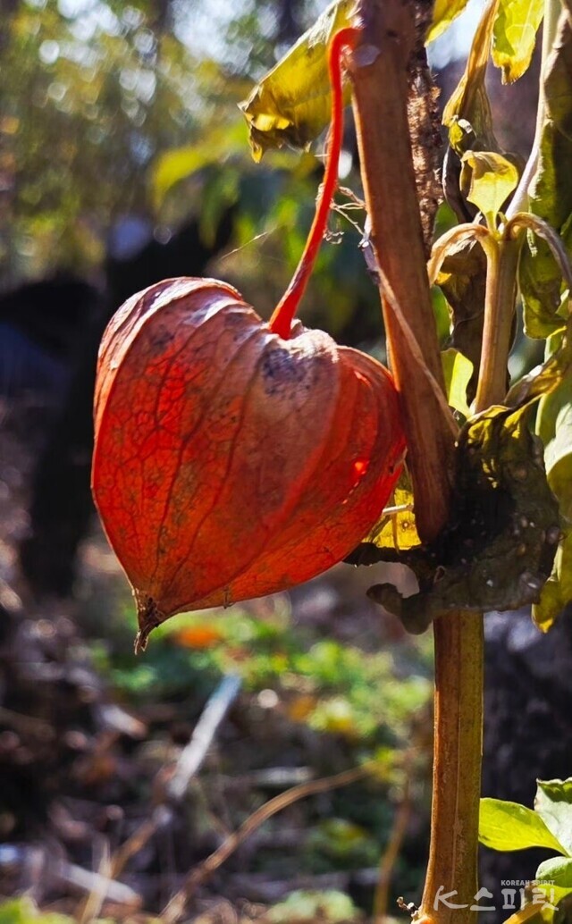 설재훈 작가의 디카시 '등불'. 사진 설재훈 작가.