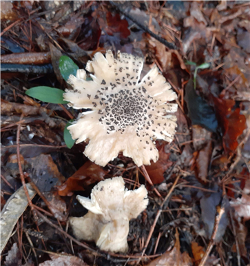 천안 태조산(2023). 이미지 조재도